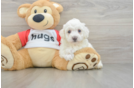 Friendly Poochon Baby