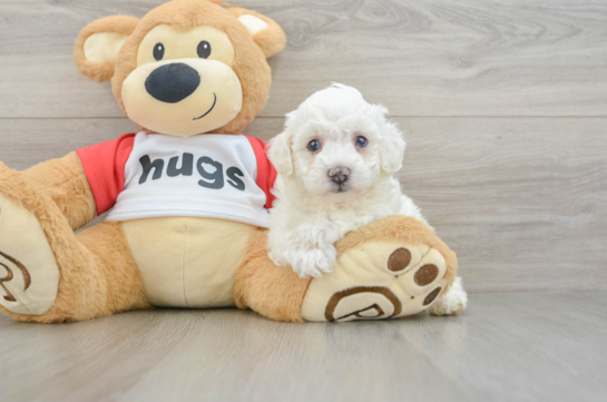 Friendly Poochon Baby