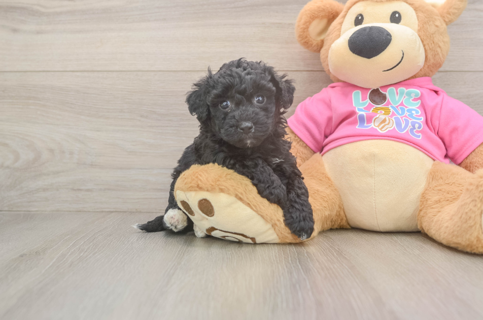 5 week old Poochon Puppy For Sale - Premier Pups