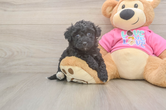 Poochon Puppy for Adoption