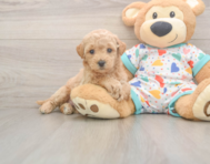 7 week old Poochon Puppy For Sale - Premier Pups