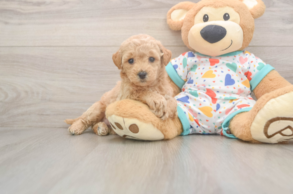 5 week old Poochon Puppy For Sale - Premier Pups
