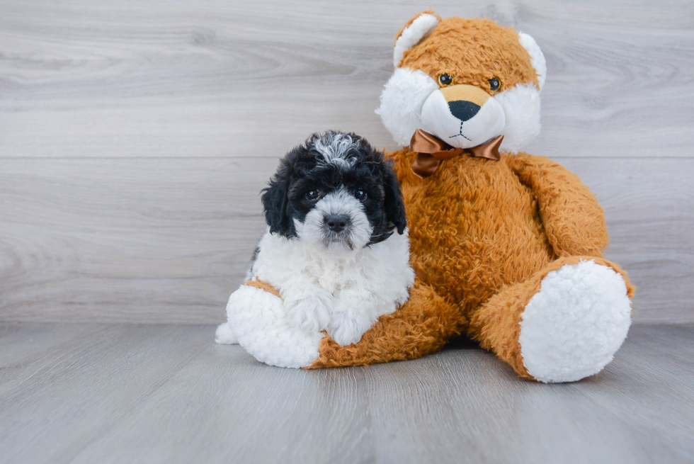 Funny Poochon Poodle Mix Pup