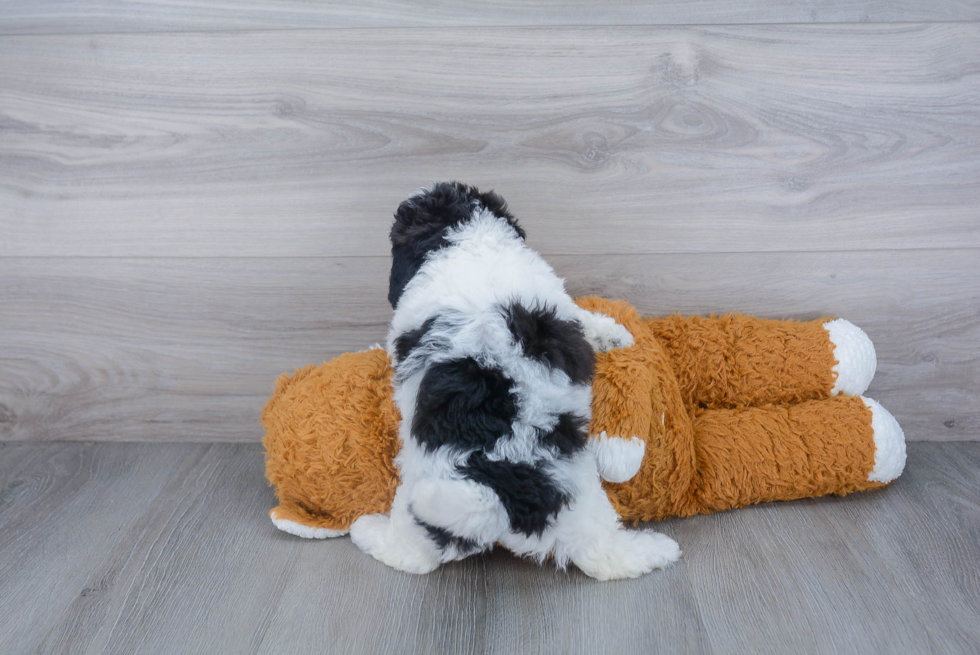 Poochon Pup Being Cute