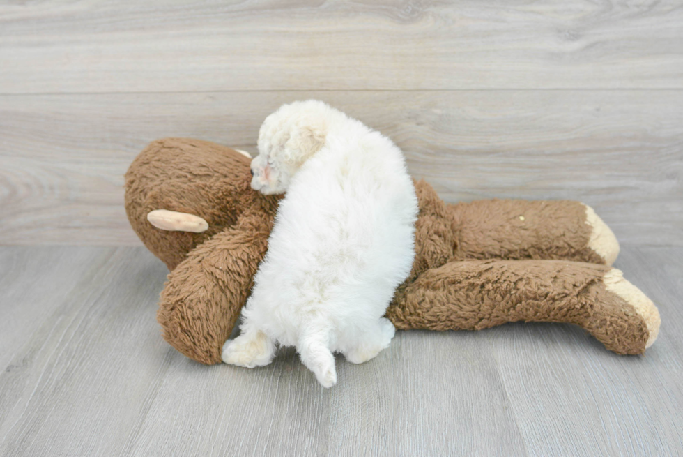 Poochon Pup Being Cute