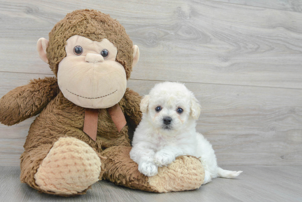 Best Poochon Baby