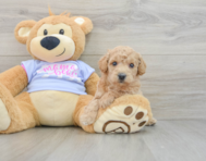 5 week old Poochon Puppy For Sale - Premier Pups