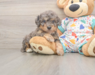 7 week old Poochon Puppy For Sale - Premier Pups
