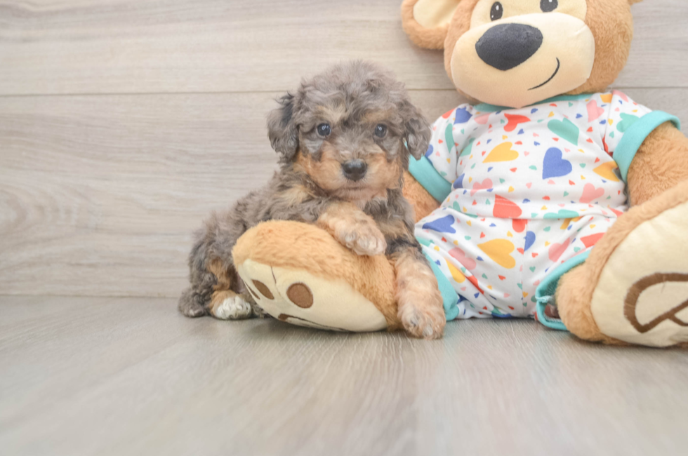 5 week old Poochon Puppy For Sale - Premier Pups