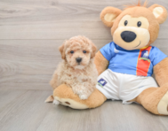 5 week old Poochon Puppy For Sale - Premier Pups