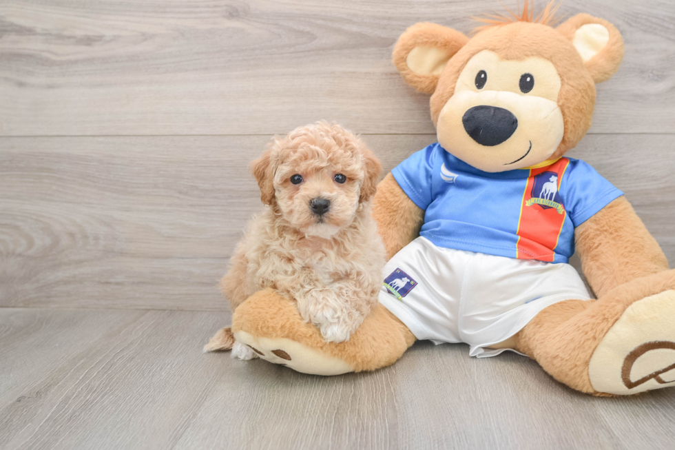 Poochon Pup Being Cute