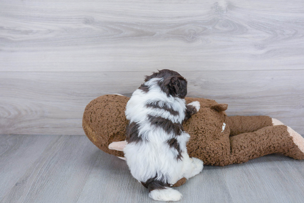 Hypoallergenic Bichpoo Poodle Mix Puppy