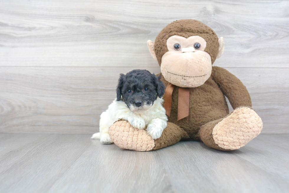 Funny Poochon Poodle Mix Pup