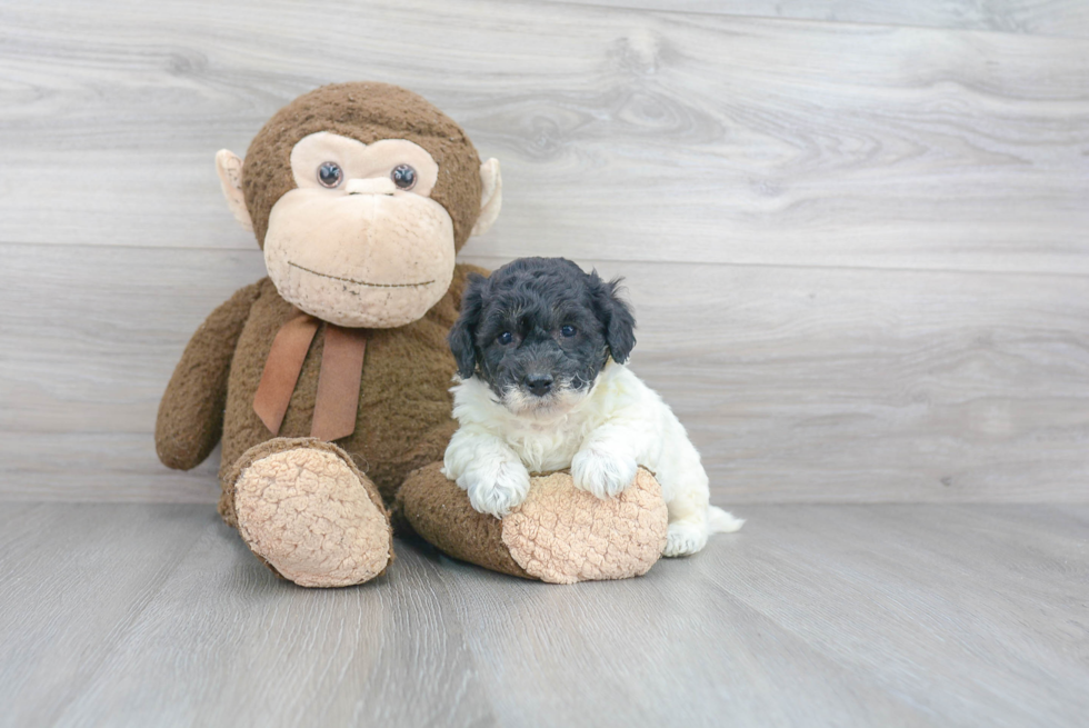 Fluffy Poochon Poodle Mix Pup