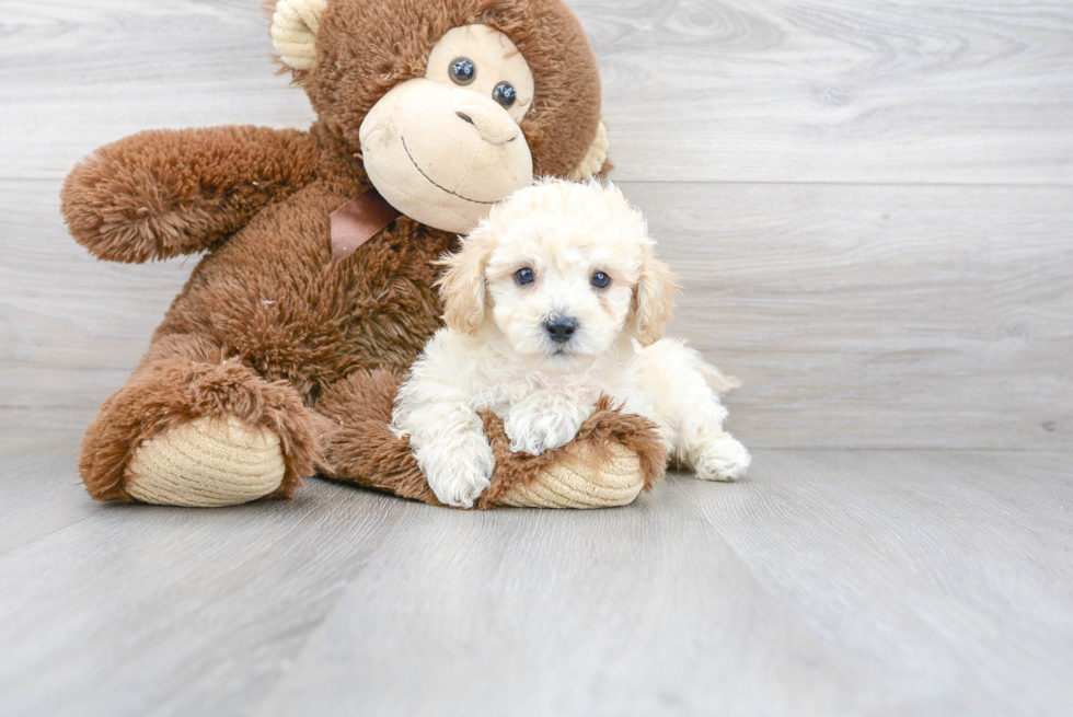 Poochon Puppy for Adoption