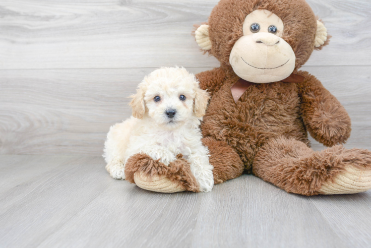 Cute Poochon Baby
