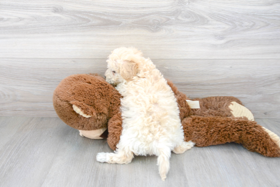 Poochon Pup Being Cute