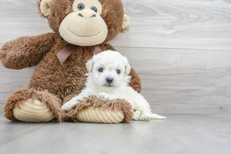 Funny Poochon Poodle Mix Pup