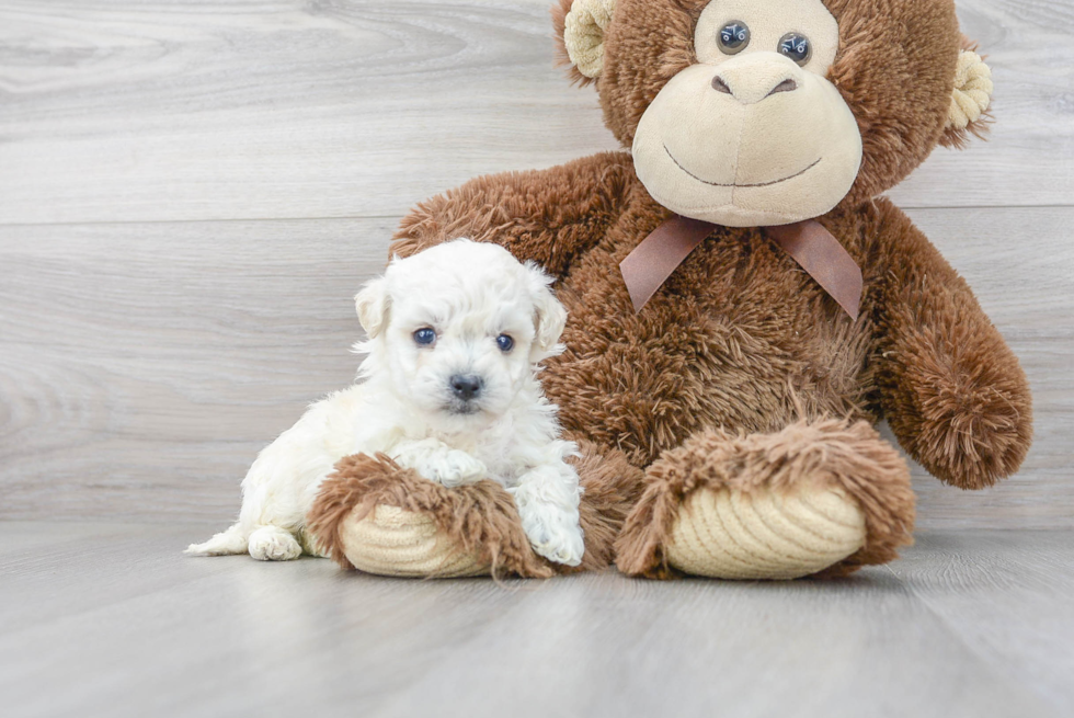 Fluffy Poochon Poodle Mix Pup