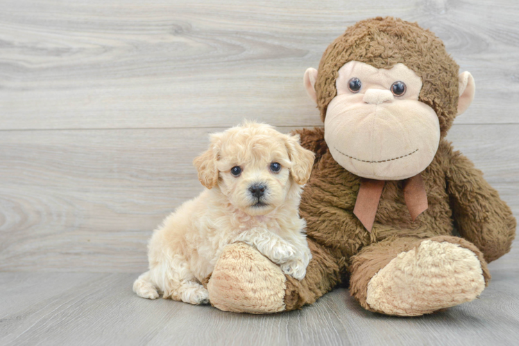 Poochon Pup Being Cute