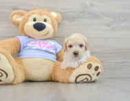 5 week old Poochon Puppy For Sale - Premier Pups