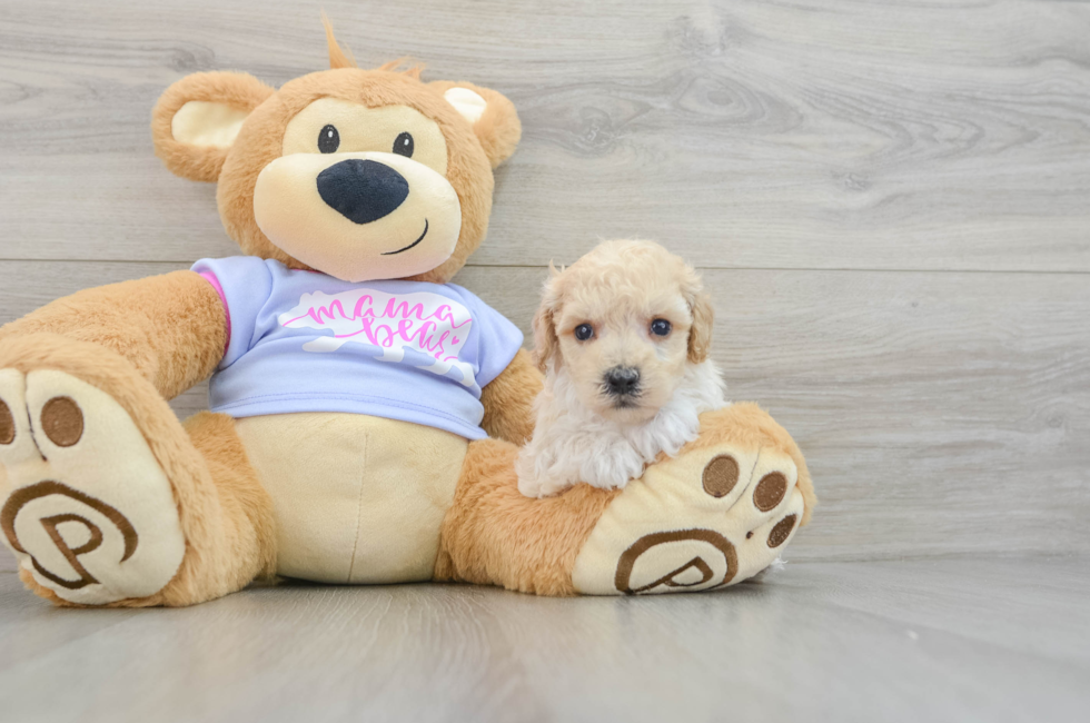 5 week old Poochon Puppy For Sale - Premier Pups