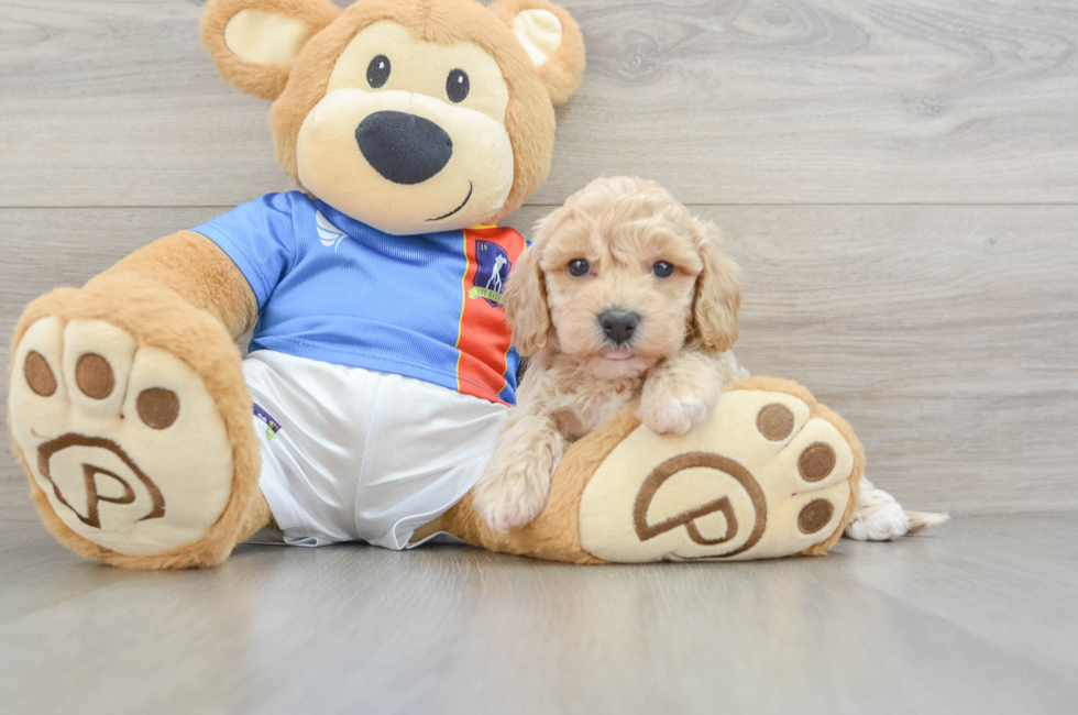 6 week old Poochon Puppy For Sale - Premier Pups