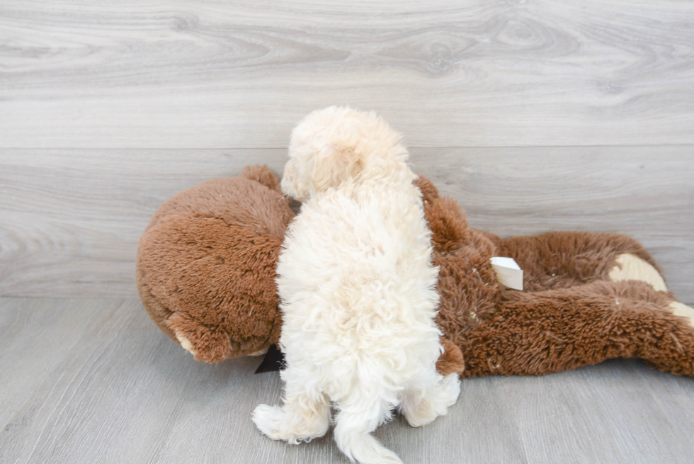 Cute Bichpoo Poodle Mix Puppy