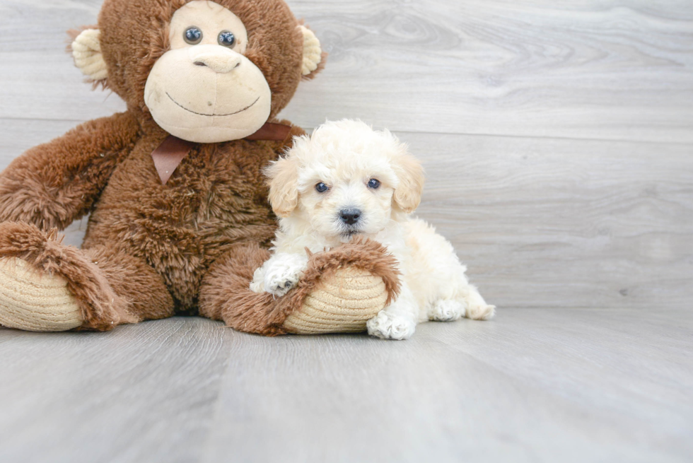 Cute Poochon Poodle Mix Pup