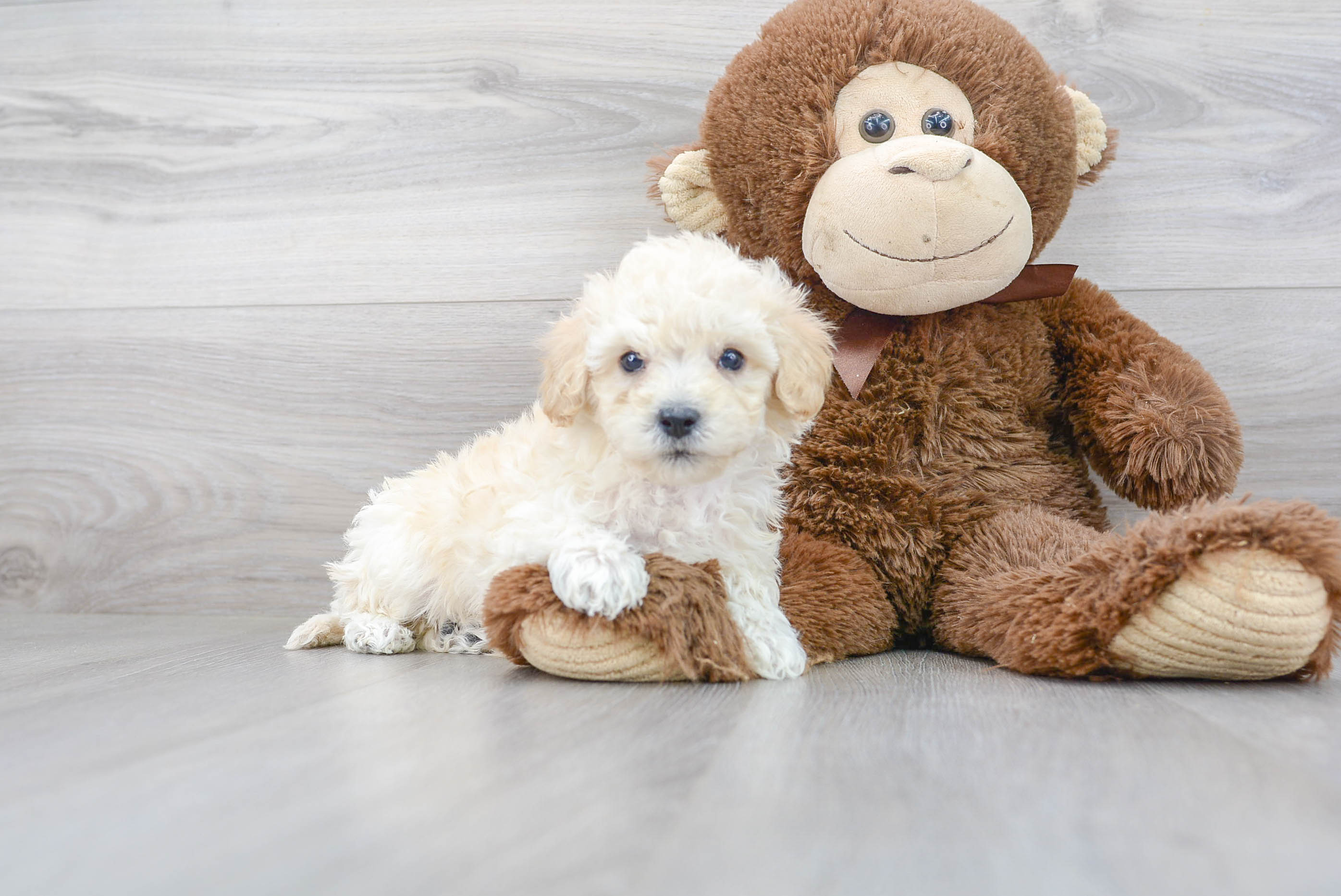 Poochon Pup Being Cute