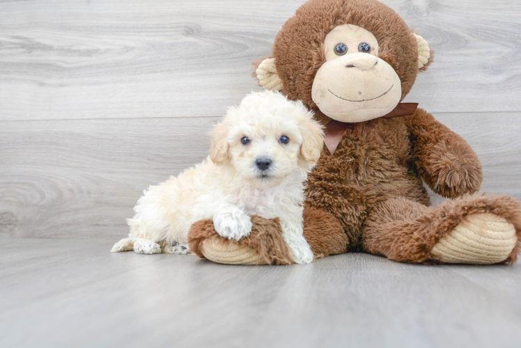 Poochon Pup Being Cute