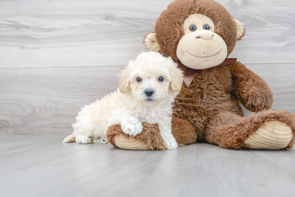 Poochon Pup Being Cute