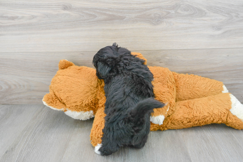 Friendly Poochon Baby