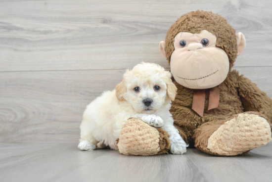 Poochon Pup Being Cute