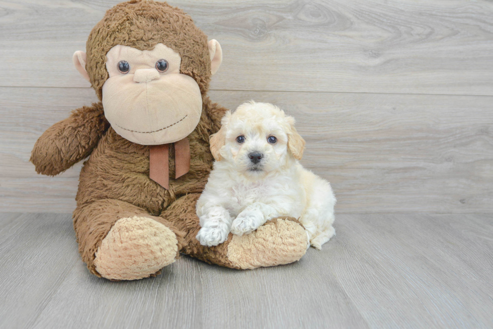 Poochon Pup Being Cute