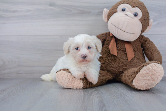 Hypoallergenic Bichpoo Poodle Mix Puppy