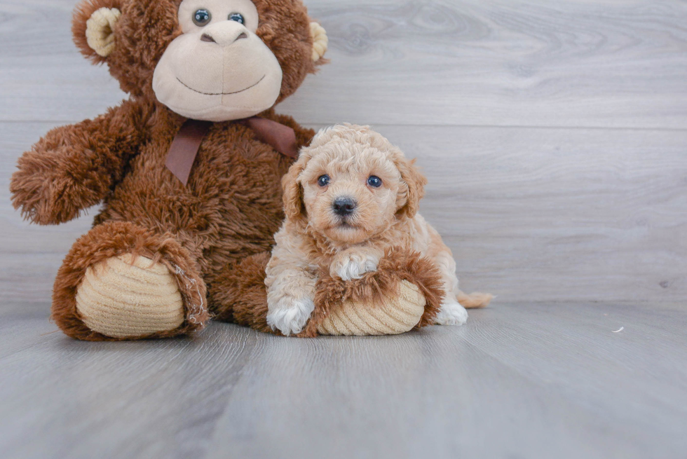 Best Poochon Baby