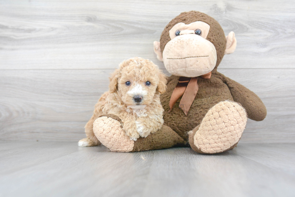 Little Bichpoo Poodle Mix Puppy