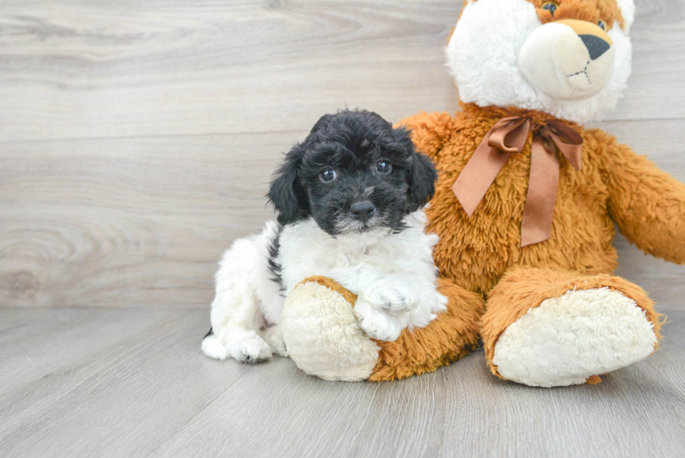 Hypoallergenic Bichpoo Poodle Mix Puppy