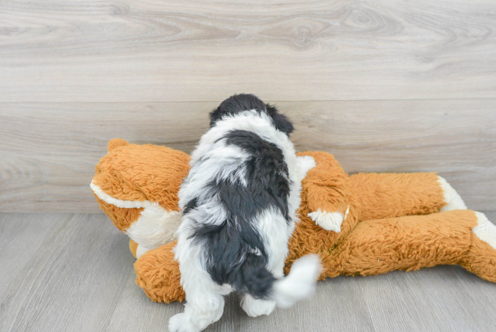 Playful Bichpoo Poodle Mix Puppy