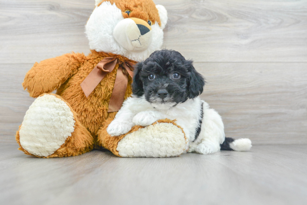 Fluffy Poochon Poodle Mix Pup