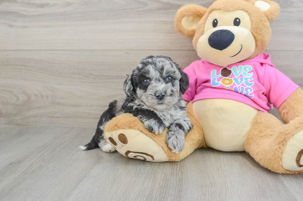 5 week old Poochon Puppy For Sale - Premier Pups