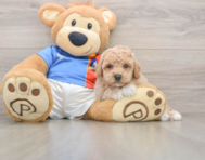 5 week old Poochon Puppy For Sale - Premier Pups