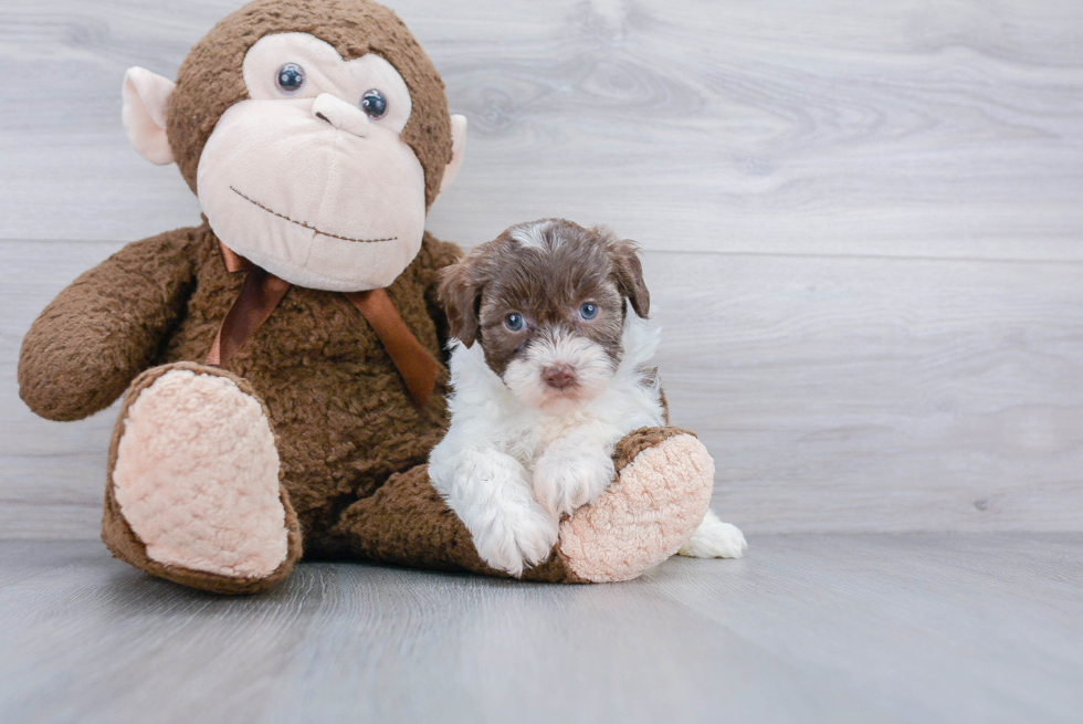 Playful Bichpoo Poodle Mix Puppy