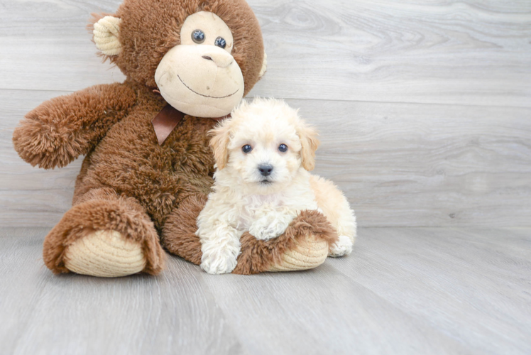 Little Bichpoo Poodle Mix Puppy