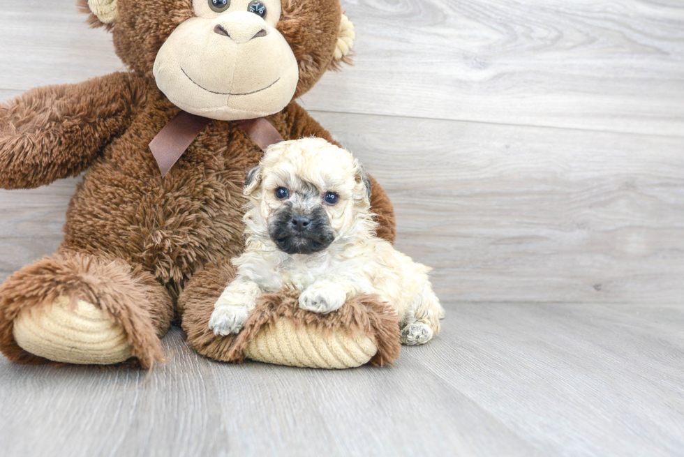 Happy Poochon Baby