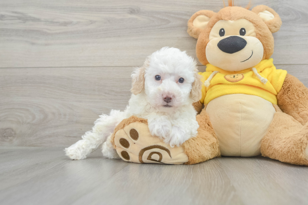 Popular Poochon Poodle Mix Pup