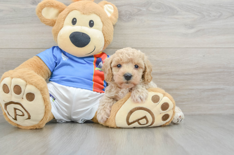 6 week old Poochon Puppy For Sale - Premier Pups