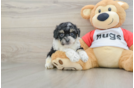 Poochon Puppy for Adoption