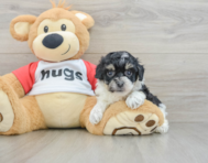 7 week old Poochon Puppy For Sale - Premier Pups